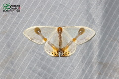 Macrocilix mysticata