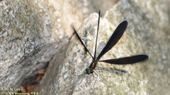 Atrocalopteryx atrata