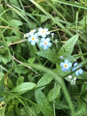 Myosotis scorpioides
