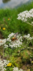 Cisseps fulvicollis