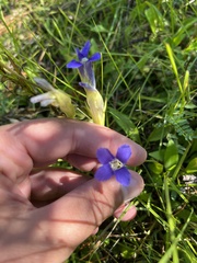 Gentianopsis thermalis