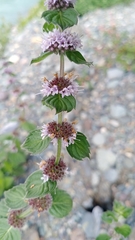 Mentha arvensis