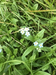 Myosotis scorpioides