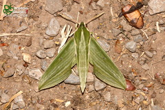 Cechetra subangustata