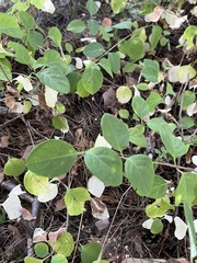 Lonicera caprifolium