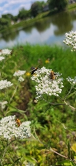 Cisseps fulvicollis