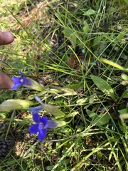 Gentianopsis thermalis