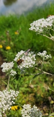 Cisseps fulvicollis