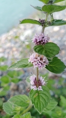 Mentha arvensis