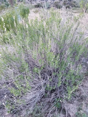 Brickellia laciniata