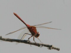 Sympetrum costiferum