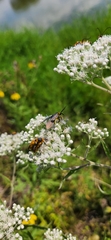 Cisseps fulvicollis