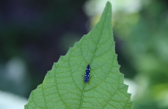 Cicadellinae