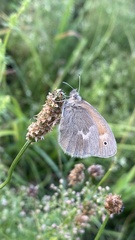 Coenonympha california