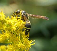 Ancistrocerus
