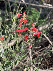 Salvia coccinea