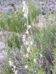 Brickellia laciniata