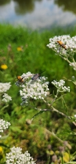 Cisseps fulvicollis