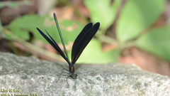 Atrocalopteryx atrata