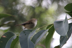 Acanthiza pusilla