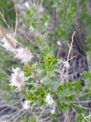 Brickellia laciniata