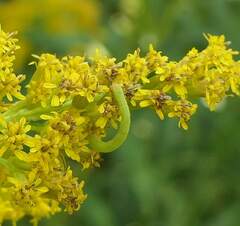 Chlorochlamys chloroleucaria