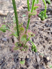 Drosera porrecta
