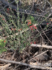 Salvia coccinea