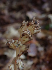 Monotropa hypopitys