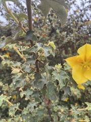 Fremontodendron