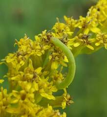 Chlorochlamys chloroleucaria