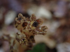 Monotropa hypopitys