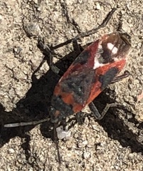 Lygaeus kalmii