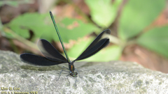 Atrocalopteryx atrata