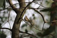 Acanthiza pusilla