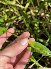 Persicaria sagittata
