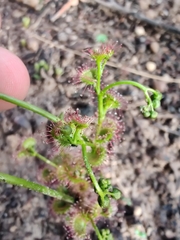Drosera porrecta