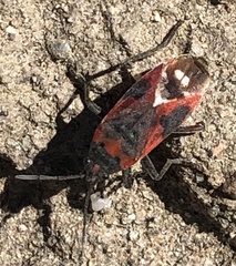 Lygaeus kalmii
