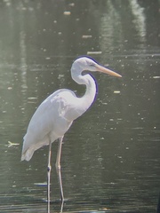 Ardea herodias occidentalis