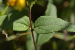 Helianthus strumosus