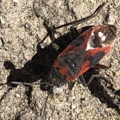 Lygaeus kalmii
