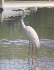 Ardea herodias occidentalis