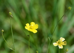 Ranunculus acris