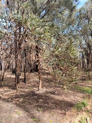 Banksia grandis
