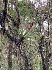 Tillandsioideae