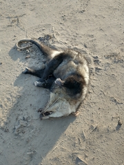 Didelphis albiventris