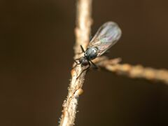 Empididae