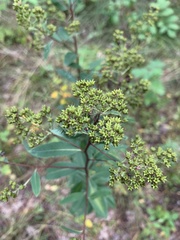 Spiraea alba