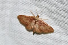 Idaea demissaria