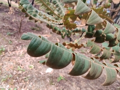Banksia grandis